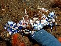05 Harlequin Shrimp